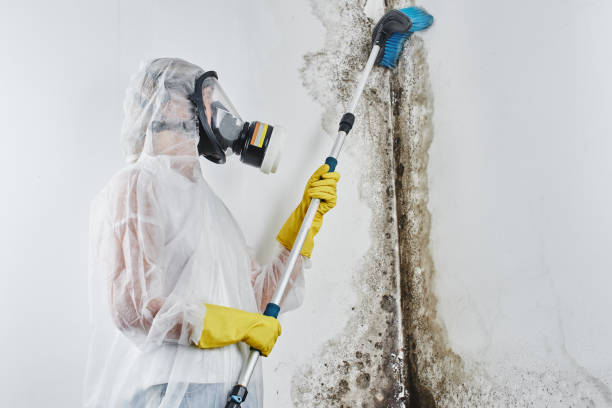 Best Fast Mold Removal  in Lancaster, WI