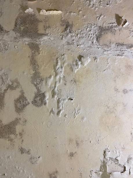 Best Mold Inspection  in Lancaster, WI