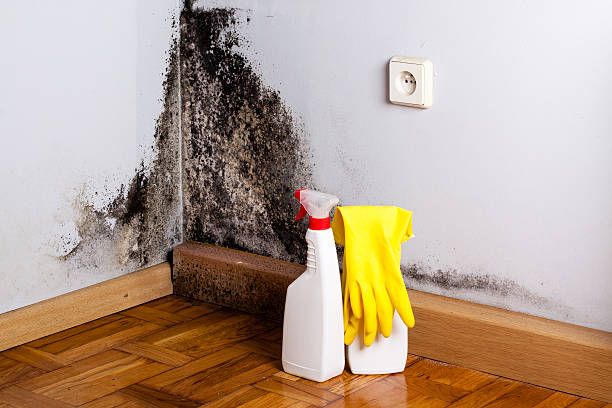 Best Commercial Mold Removal  in Lancaster, WI