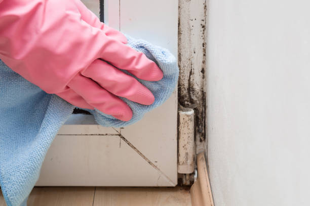 Professional Mold Removal in Lancaster, WI
