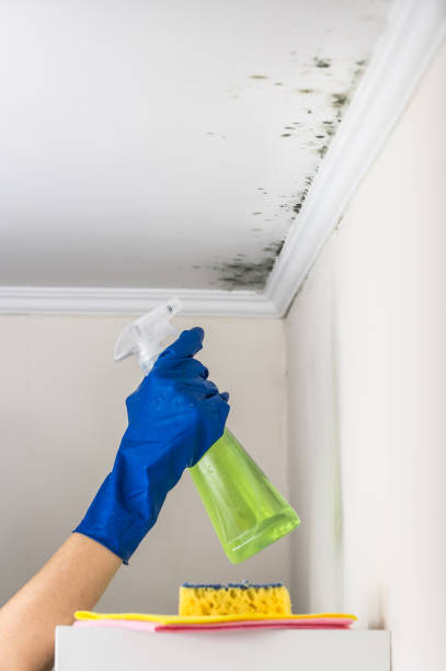 Best Certified Mold Removal  in Lancaster, WI