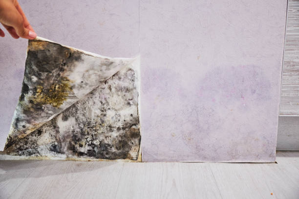 Best Mold Remediation Experts  in Lancaster, WI